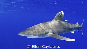 Cruising by
This oceanic was tagged with bolts...pervasi... by Ellen Cuylaerts 